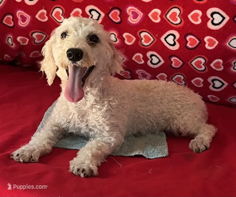 Milton – Poodle - Toy  puppy for sale in Wrightsville, GA
