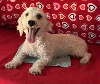 Milton, a male Poodle - Toy  for sale in Wrightsville, GA – 1 of 10
