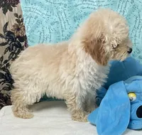Mimi, a male Poodle - Toy  for sale in Wrightsville, GA – 7 of 10