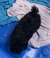Zuma, a female Shih Tzu and Poodle - Toy  for sale in Wrightsville, GA – 3 of 10