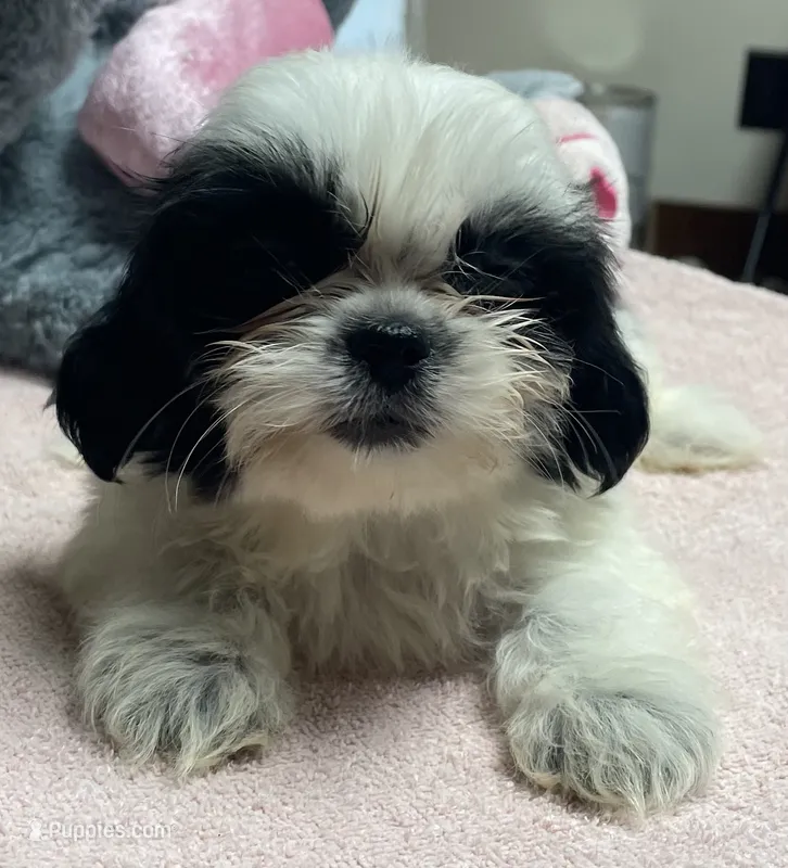 Essie – Shih Tzu puppy for sale in Wrightsville, GA