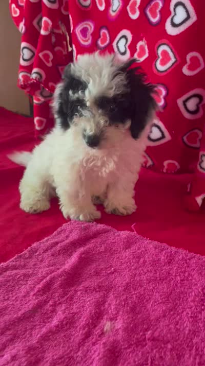 Carter, a male Bichon Frise and Shihpoo for sale in Wrightsville, GA – 8 of 8