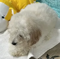 Milton, a male Poodle - Toy  for sale in Wrightsville, GA – 9 of 10