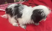 Eunice, a female Shih Tzu for sale in Wrightsville, GA – 6 of 10