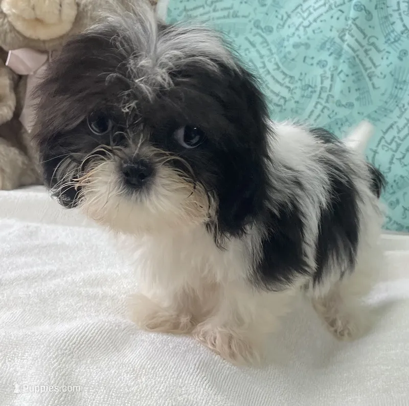 Nahum – Shih Tzu puppy for sale in Wrightsville, GA