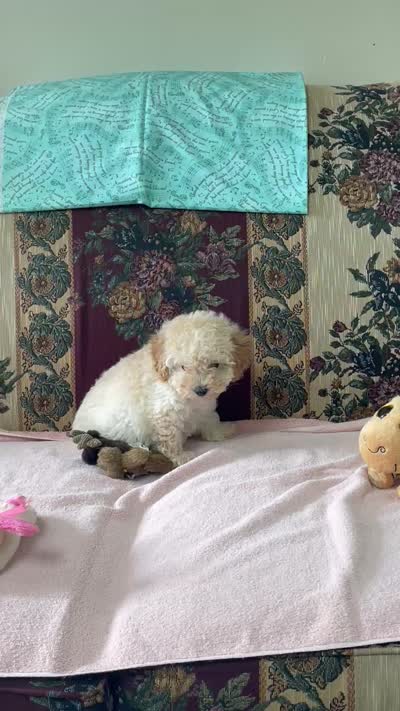Mimi, a male Poodle - Toy  for sale in Wrightsville, GA – 8 of 10