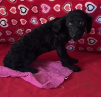 Idra, a female Poodle - Toy  for sale in Wrightsville, GA – 5 of 10