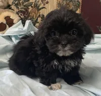 Zofia, a female Shih Tzu and Poodle - Toy  for sale in Wrightsville, GA – 4 of 9