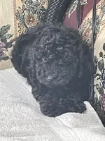 Mingo, a male Poodle - Toy  for sale in Wrightsville, GA – 7 of 10