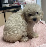 Stormy, a male Poodle - Toy  and Bichpoo for sale in Wrightsville, GA – 9 of 10