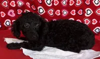 Idra, a female Poodle - Toy  for sale in Wrightsville, GA – 8 of 10