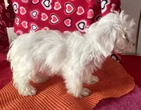 Claire, a female Bichon Frise and Shihpoo for sale in Wrightsville, GA – 5 of 8