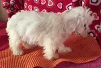 Claire, a female Bichon Frise and Shihpoo for sale in Wrightsville, GA – 7 of 8