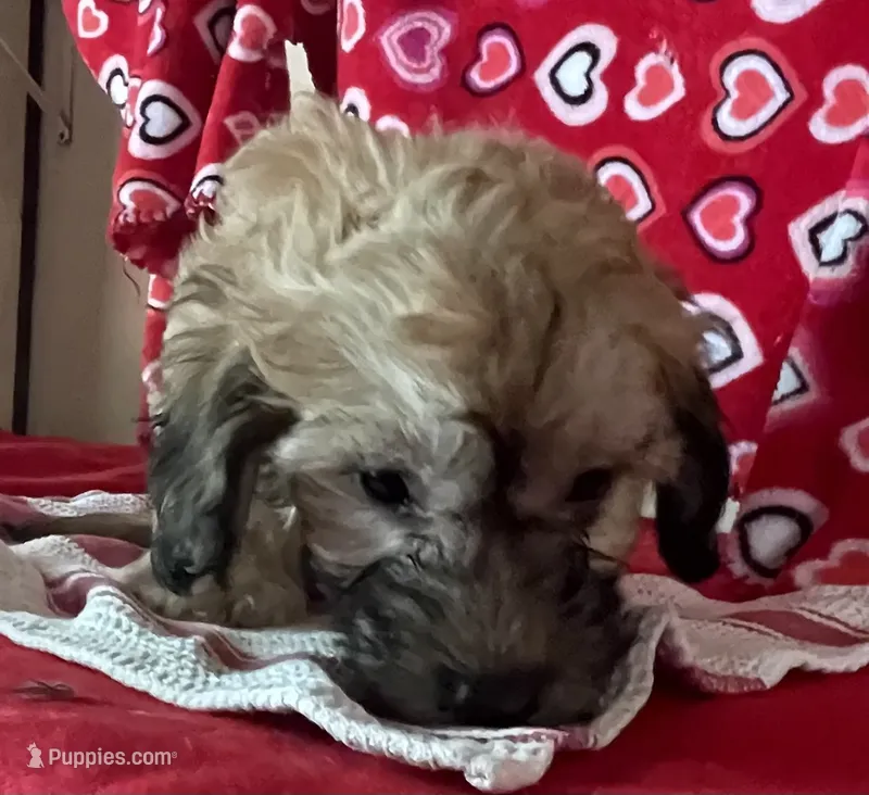 Cooper – Bichon Frise, Shihpoo puppy for sale in Wrightsville, GA