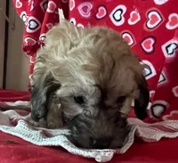 Cooper, a male Bichon Frise and Shihpoo for sale in Wrightsville, GA – 1 of 10
