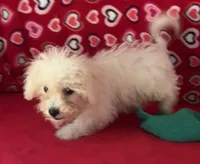 Tuan, a male Bichon Frise for sale in Wrightsville, GA – 6 of 10