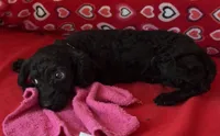 Idra, a female Poodle - Toy  for sale in Wrightsville, GA – 4 of 10