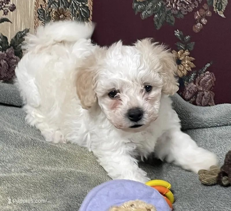 Dawson – Bichon Frise puppy for sale in Wrightsville, GA
