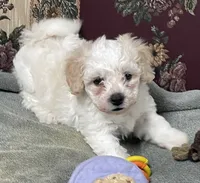 Dawson, a male Bichon Frise for sale in Wrightsville, GA – 7 of 10