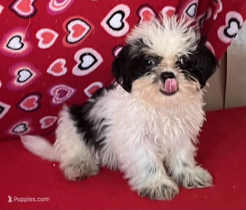 Earl – Shih Tzu puppy for sale in Wrightsville, GA