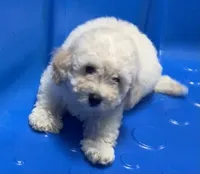 Snow, a male Poodle - Toy  and Bichpoo for sale in Wrightsville, GA – 5 of 10