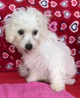 Merilyn, a female Bichon Frise for sale in Wrightsville, GA – 3 of 10