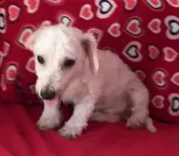 Milan, a male Bichon Frise for sale in Wrightsville, GA – 2 of 8