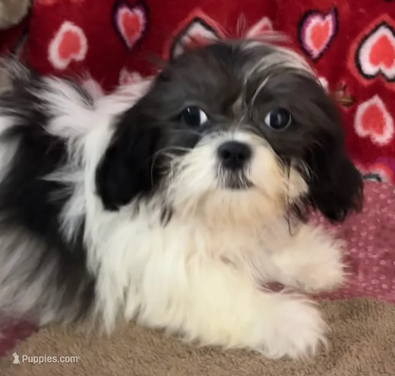 Nahum – Shih Tzu puppy for sale in Wrightsville, GA