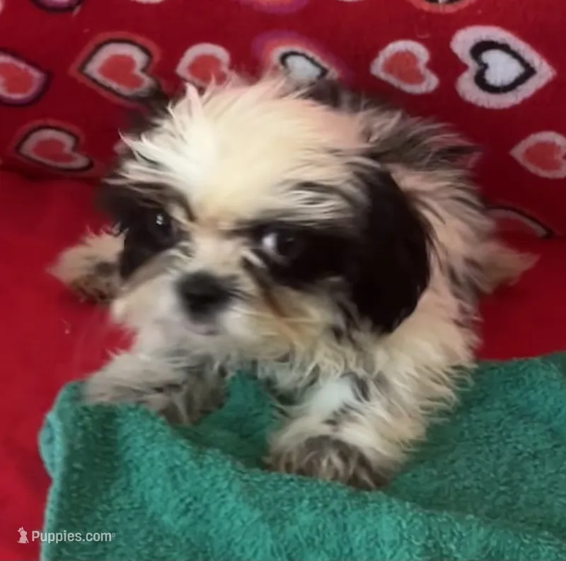 Eunice – Shih Tzu puppy for sale in Wrightsville, GA