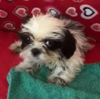 Eunice, a female Shih Tzu for sale in Wrightsville, GA – 1 of 10