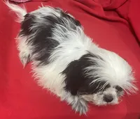 Eunice, a female Shih Tzu for sale in Wrightsville, GA – 3 of 10