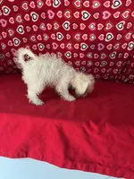 Tuan, a male Bichon Frise for sale in Wrightsville, GA – 5 of 8