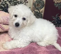 Daniel, a male Bichon Frise for sale in Wrightsville, GA – 3 of 10