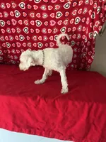 Dawson, a male Bichon Frise for sale in Wrightsville, GA – 5 of 10