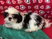 Eunice, a female Shih Tzu for sale in Wrightsville, GA – 7 of 10