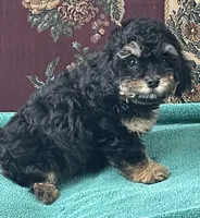 Melora, a female Poodle - Toy  for sale in Wrightsville, GA – 6 of 9