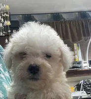 Tamaka, a female Bichon Frise for sale in Wrightsville, GA – 8 of 10