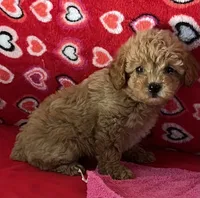 Warna, a female Poodle - Toy  for sale in Wrightsville, GA – 5 of 10