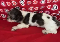 Nahum, a male Shih Tzu for sale in Wrightsville, GA – 5 of 10