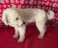 Padget, a male Bichon Frise for sale in Wrightsville, GA – 5 of 10