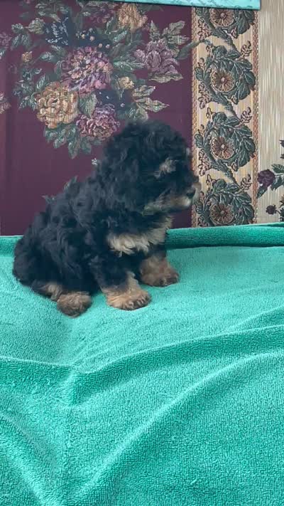 Melora, a female Poodle - Toy  for sale in Wrightsville, GA – 9 of 9