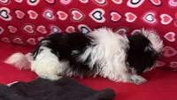 Earl, a male Shih Tzu for sale in Wrightsville, GA – 2 of 10