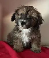 Colton, a male Bichon Frise and Shihpoo for sale in Wrightsville, GA – 9 of 10