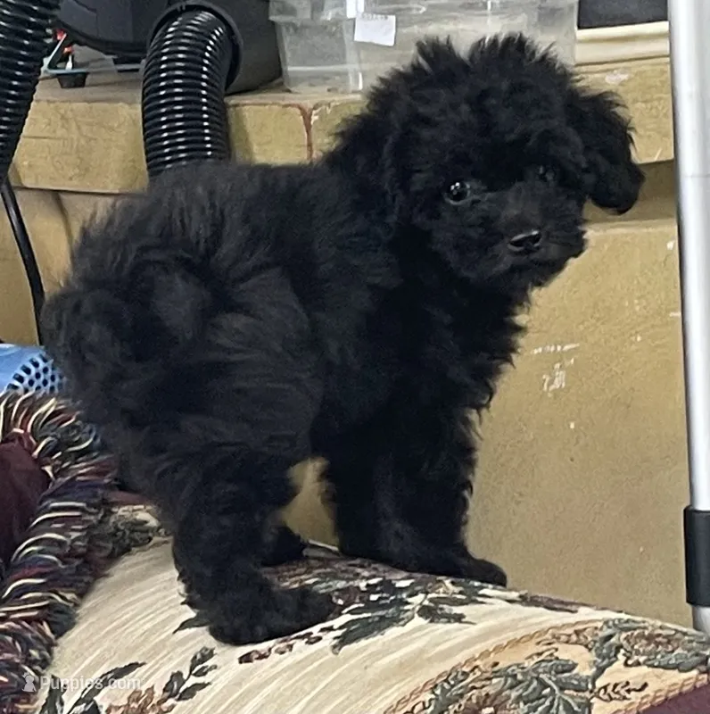 Wylie – Poodle - Toy  puppy for sale in Wrightsville, GA