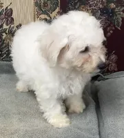 Damian, a male Bichon Frise for sale in Wrightsville, GA – 9 of 10