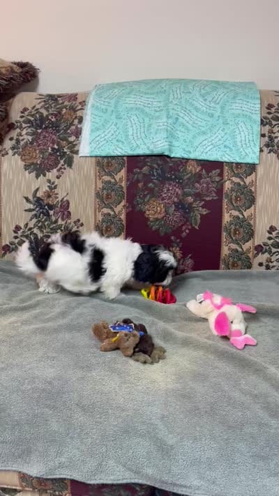 Orlena, a female Shihpoo and Shih Tzu for sale in Wrightsville, GA – 8 of 10