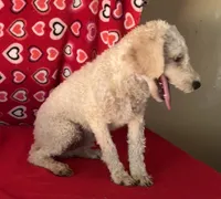 Mimi, a male Poodle - Toy  for sale in Wrightsville, GA – 9 of 10
