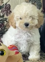 Mimi, a male Poodle - Toy  for sale in Wrightsville, GA – 3 of 10