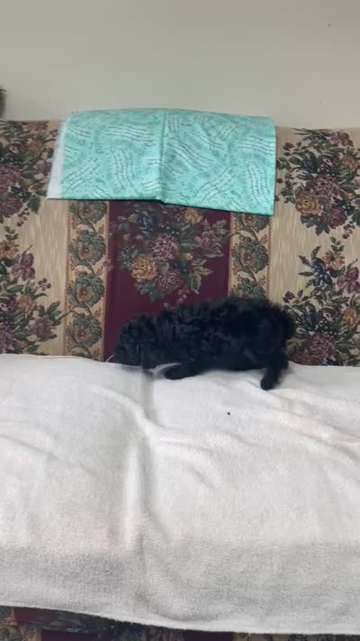 Mingo, a male Poodle - Toy  for sale in Wrightsville, GA – 8 of 10