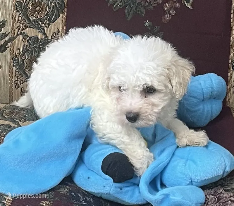 Tilton – Bichon Frise puppy for sale in Wrightsville, GA